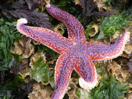 PatriCK
